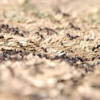 17-Simple-Tricks-How-To-Stop-Ants-Nesting-In-Plant-Pots