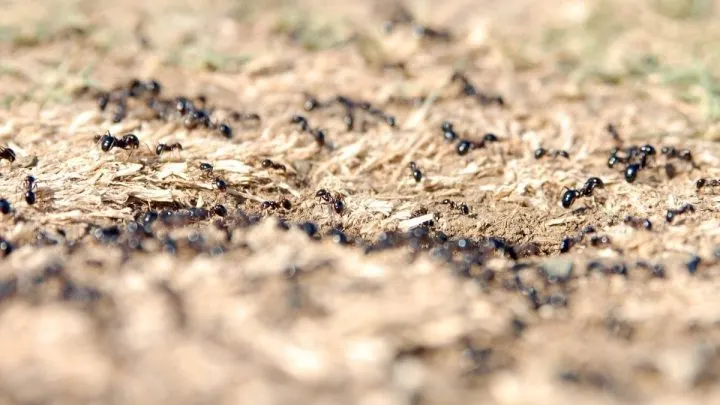 17 Simple Tricks How To Stop Ants Nesting In Plant Pots