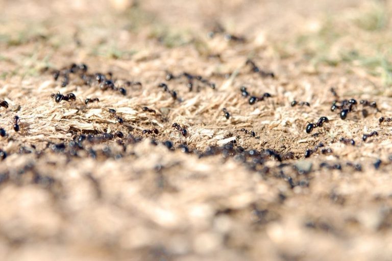 17-Simple-Tricks-How-To-Stop-Ants-Nesting-In-Plant-Pots