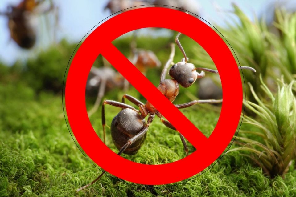 17 Simple Tricks How To Stop Ants Nesting In Plant Pots Plantisima