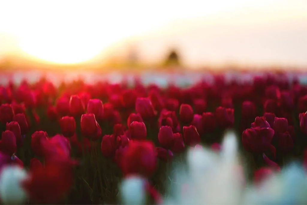 17.-Red-Tulips-With-Their-Language-Of-Flowers