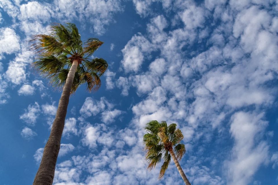 9 Sand Palm Types Of Palm Trees In California Plantisima