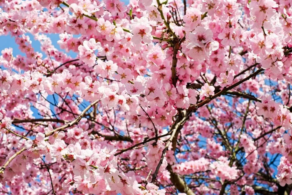 2.-Flower-Symbolism-Of-Japanese-Cherry-Blossom