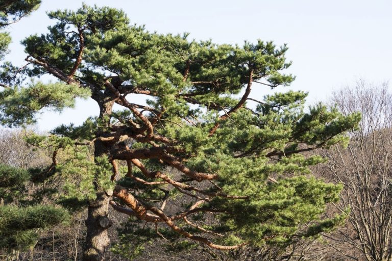 9 Most Wonderful Types Of Pine Trees In Wisconsin Plantisima