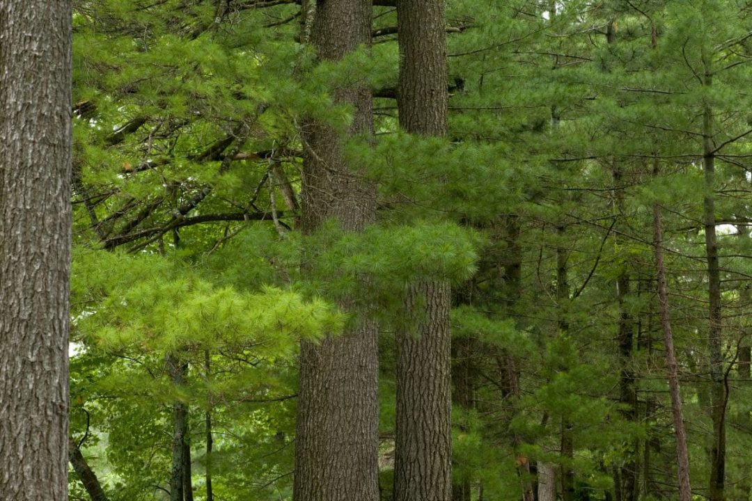 9 Most Wonderful Types Of Pine Trees In Wisconsin Plantisima
