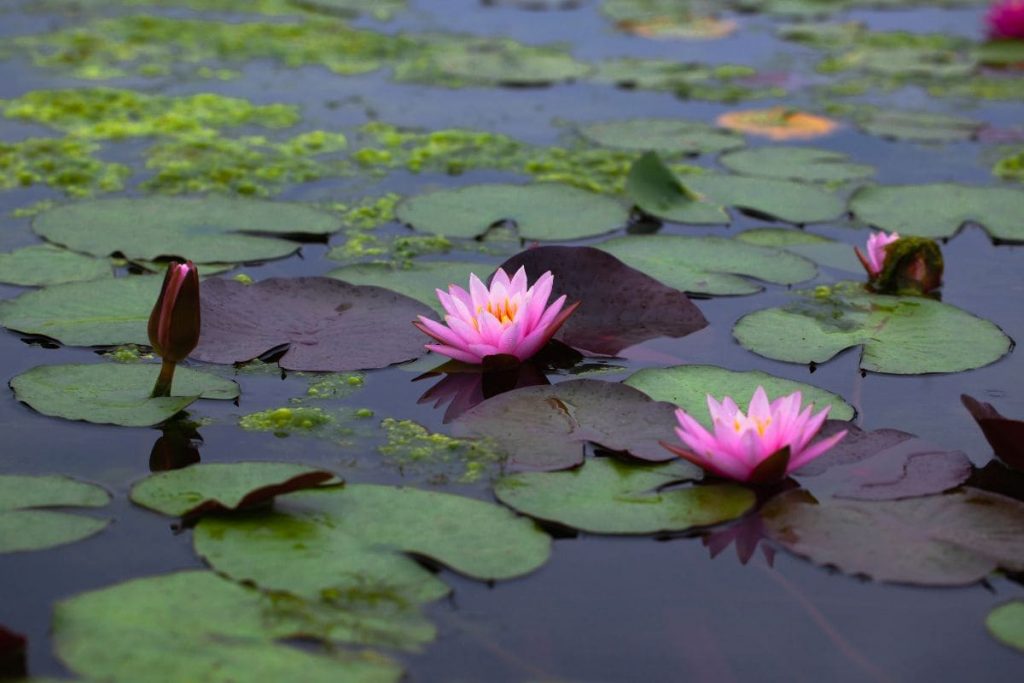 3.-Water-Lilies-Aquatic-Plant-Youll-Adore-In-Your-Planted-Tank