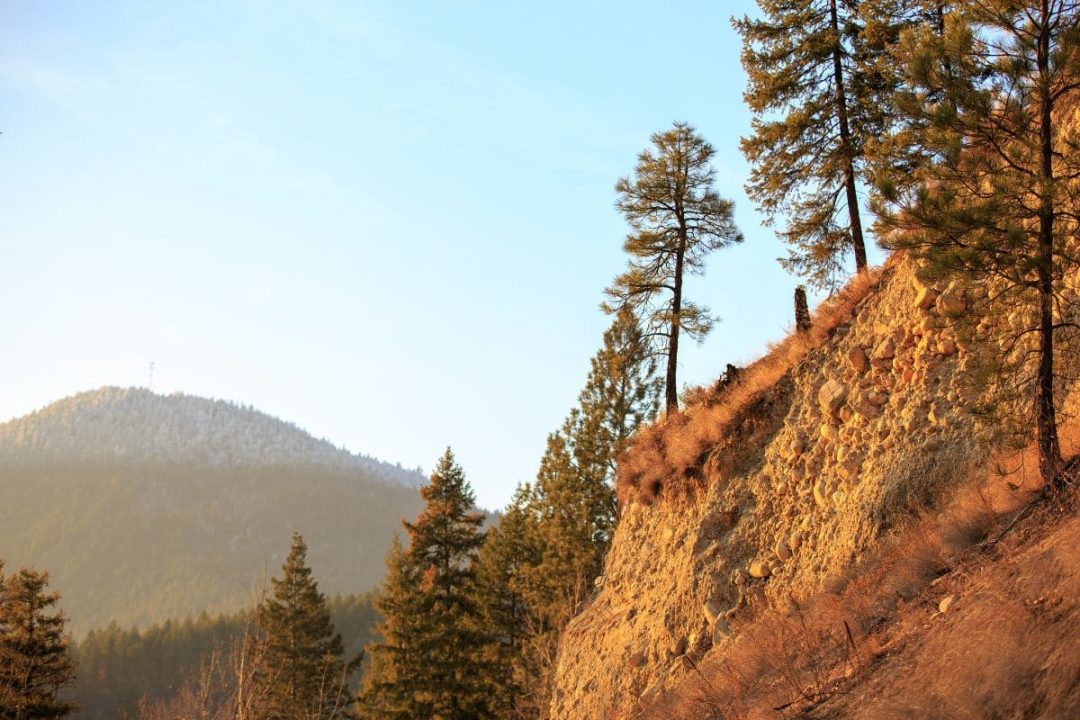 9 Most Wonderful Types Of Pine Trees In Wisconsin Plantisima