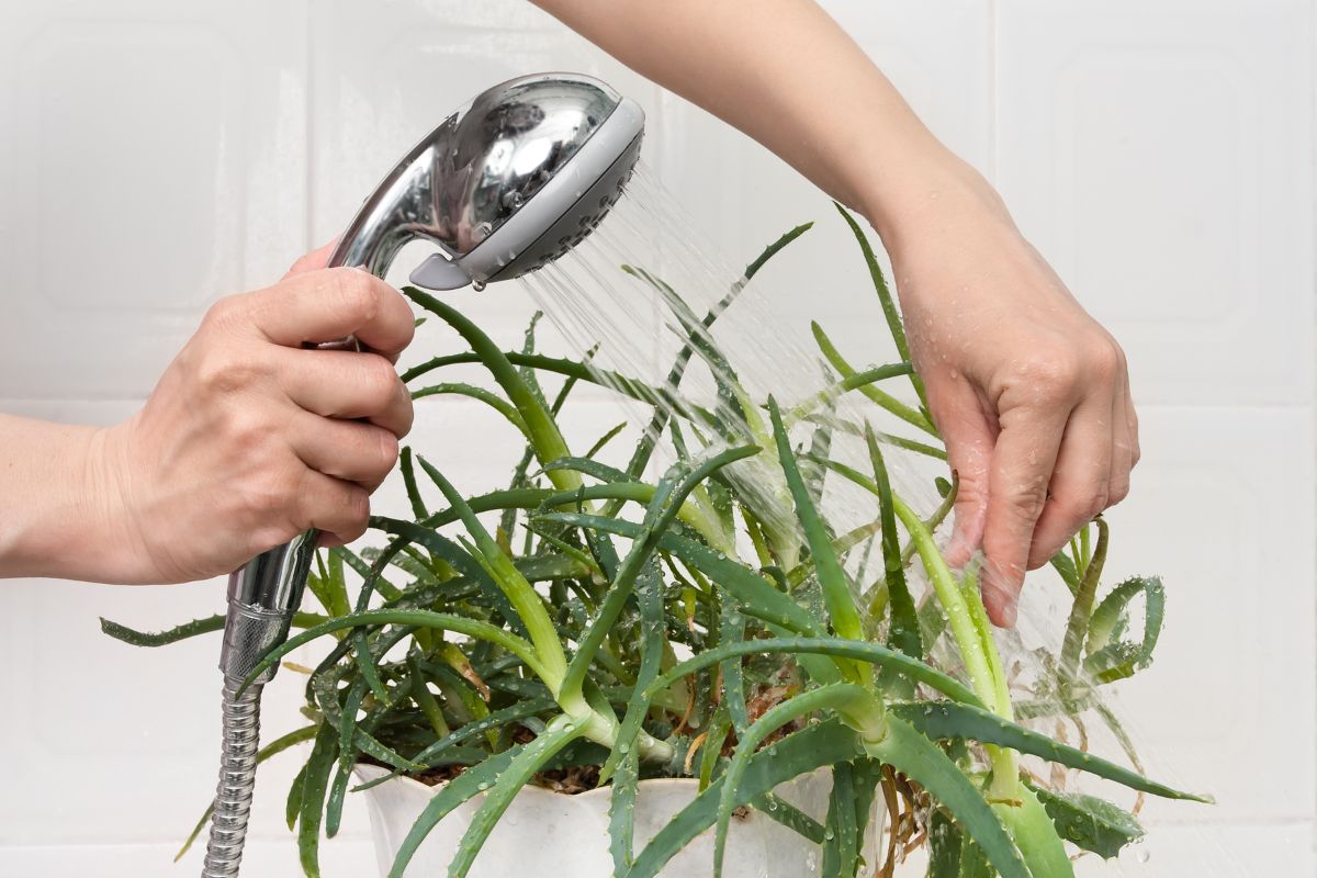 5 Ways On How To Flush Plants Without Overwatering