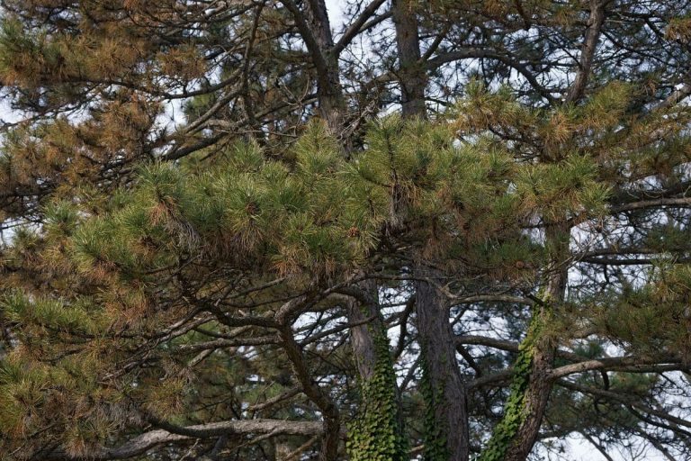 9 Most Wonderful Types Of Pine Trees In Wisconsin Plantisima