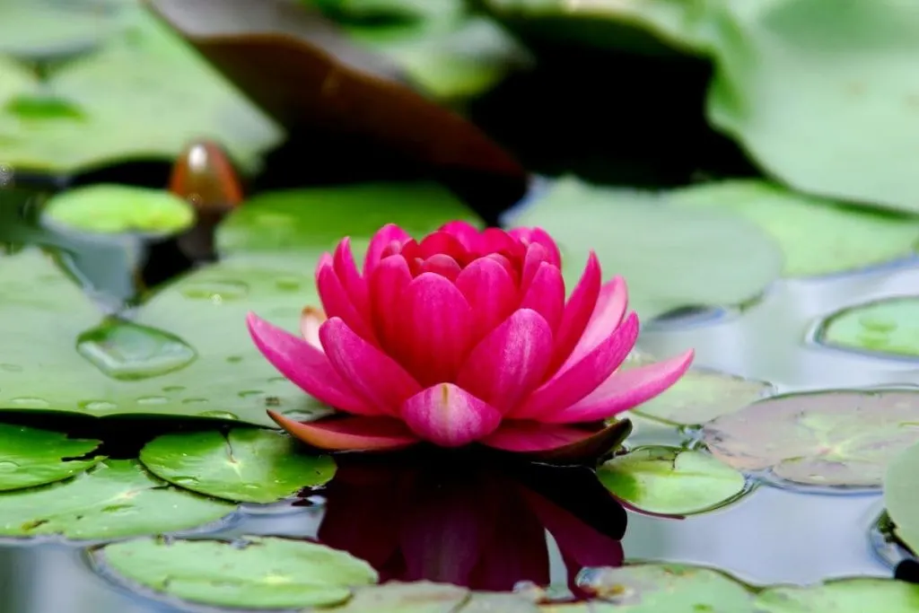 5.-Lotus-Flower-Symbolism-Plays-Big-Role-In-Japanese-Culture-Too