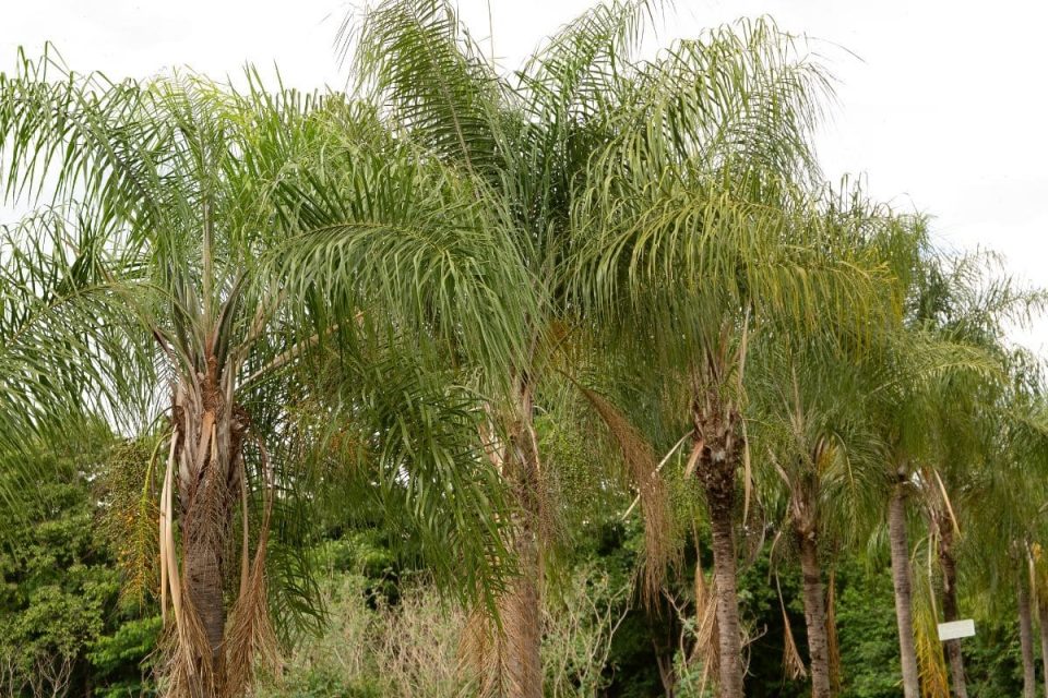 9 Sand Palm Types Of Palm Trees In California
