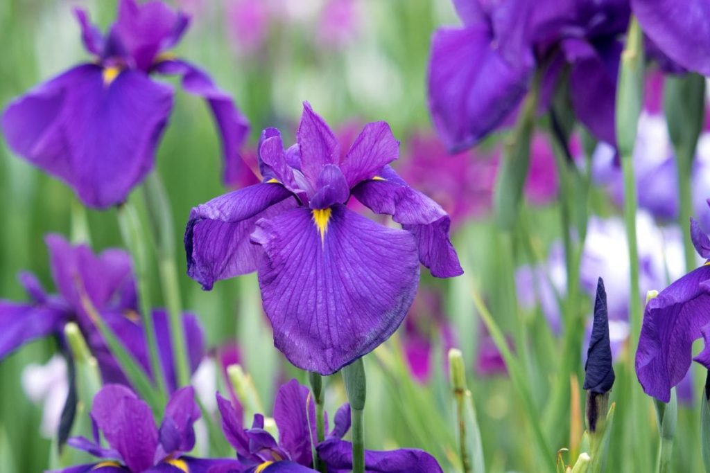 6.-Japanese-Iris-And-Japanese-Poetry-Behind-Them