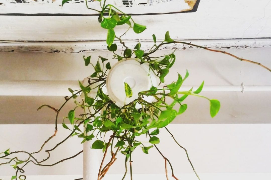 Learn How To Hang Plants From Ceiling Without Drilling Plantisima