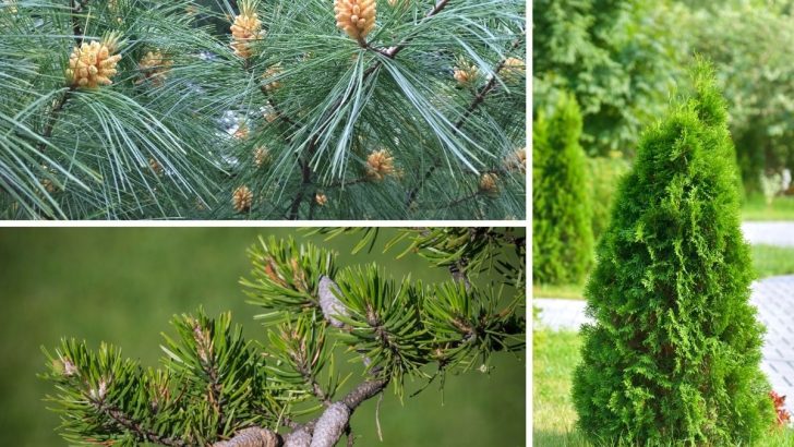 9 Most Wonderful Types Of Pine Trees In Wisconsin