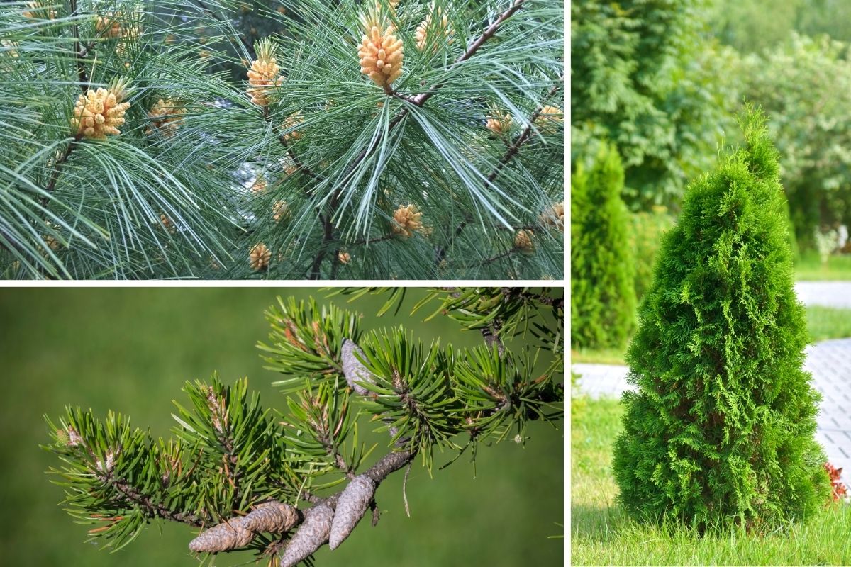 9 Most Wonderful Types Of Pine Trees In Wisconsin