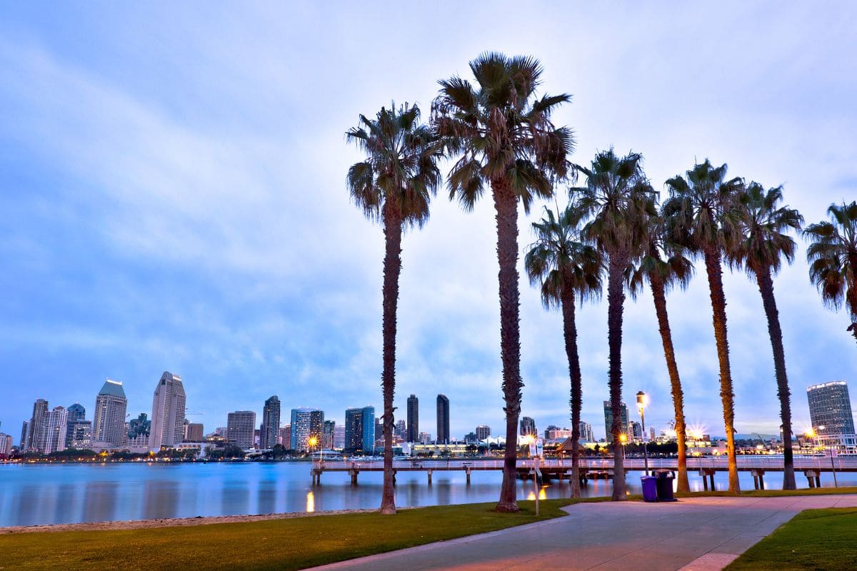 9-Sand-Palm-Types-Of-Palm-Trees-In-California