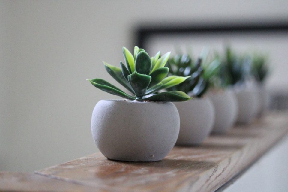 How To Revive Aloe Plant Saving Your Dying Aloe Vera Plant Plantisima