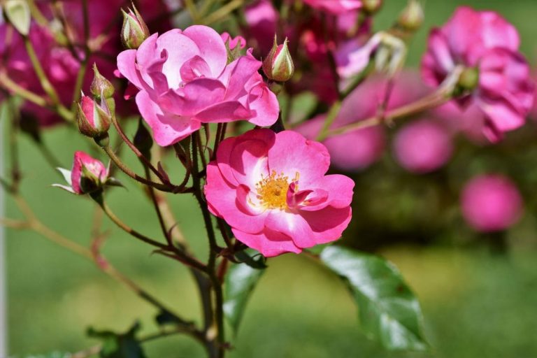 The Amazing Story Behind The National Flower Of Dominican Republic