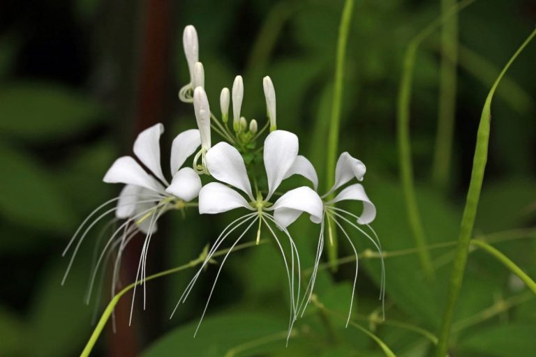 National Flower Of Cuba - Beautiful Butterfly Jasmine - Plantisima