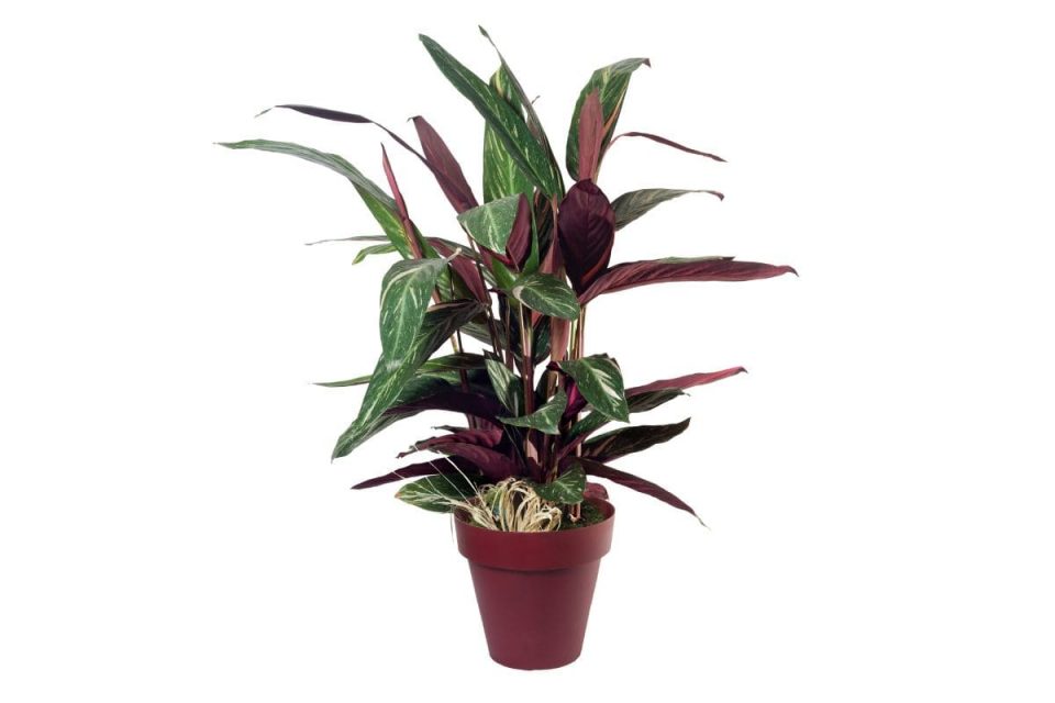 Tips For Growing Jungle Velvet Calathea Plantisima