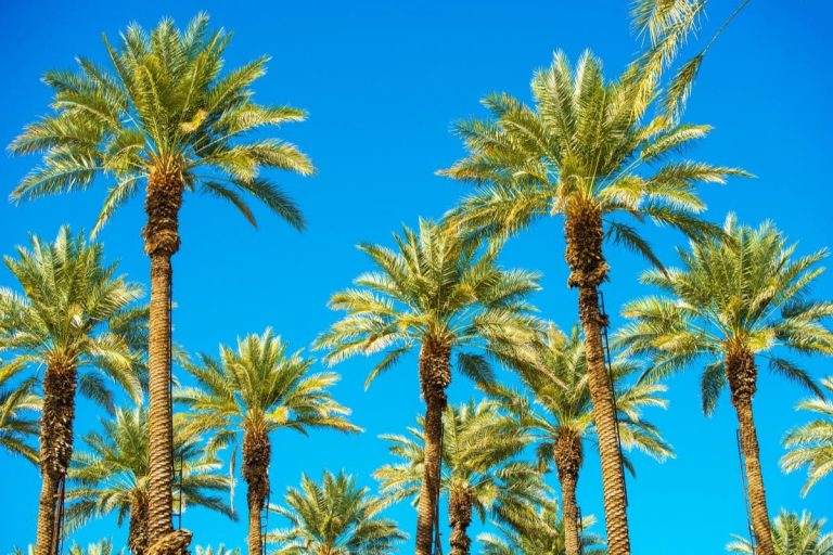 9 Sand Palm Types Of Palm Trees In California Plantisima