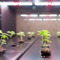 Can-Plants-Grow-With-Artificial-Light_