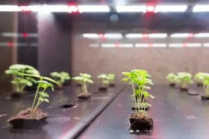 Can-Plants-Grow-With-Artificial-Light_