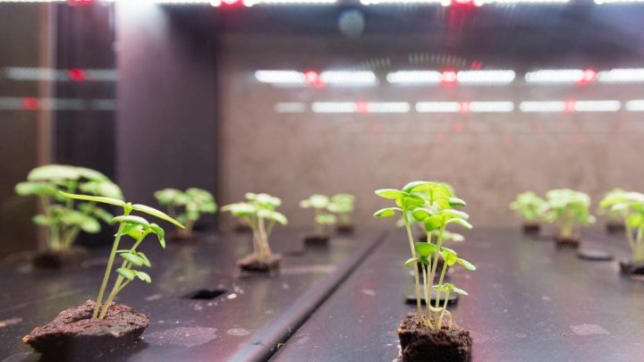 Can Plants Grow With Artificial Light? Let’s Find Out!