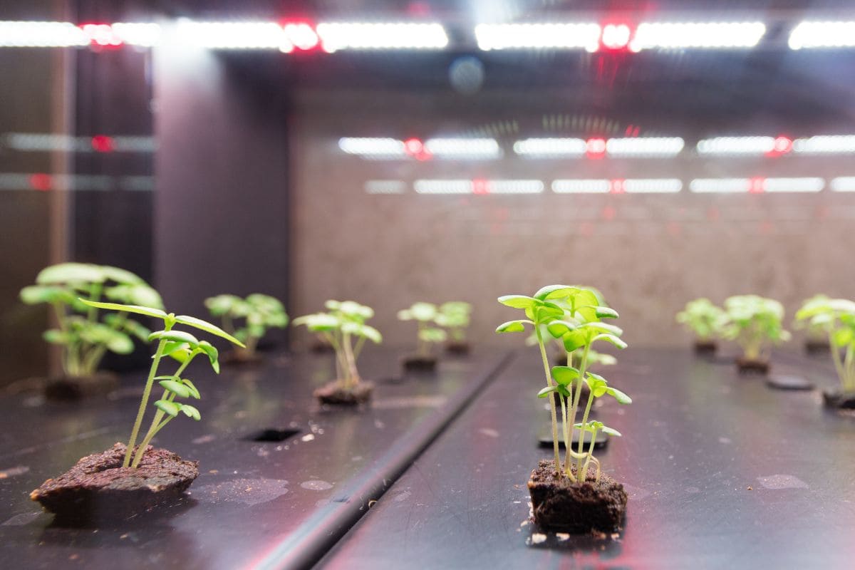 Can Plants Grow With Artificial Light? Let's Find Out! Plantisima