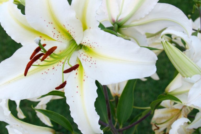 National Flower Of Italy: Oriental White Lily - Plantisima