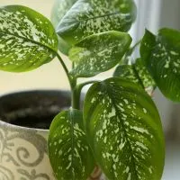Dieffenbachia-Reflector_-Tips-For-Care-Of-Dumb-Cane-Plants