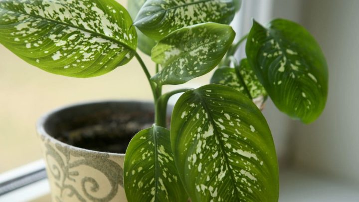 Dieffenbachia Reflector: Tips For Care Of Dumb Cane Plants