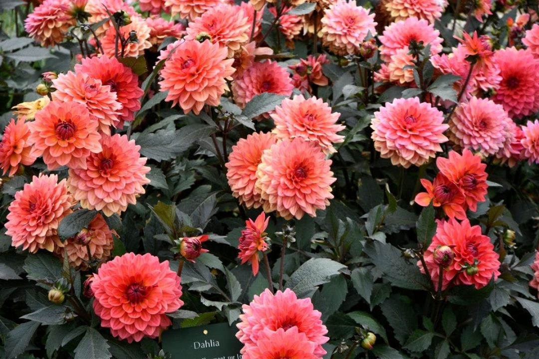 National Flower Of Mexico Peony Flowered Dahlias Plantisima