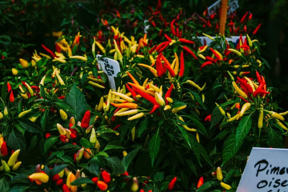 How Often To Water Pepper Plants Watering Schedule Of Piper Plantisima