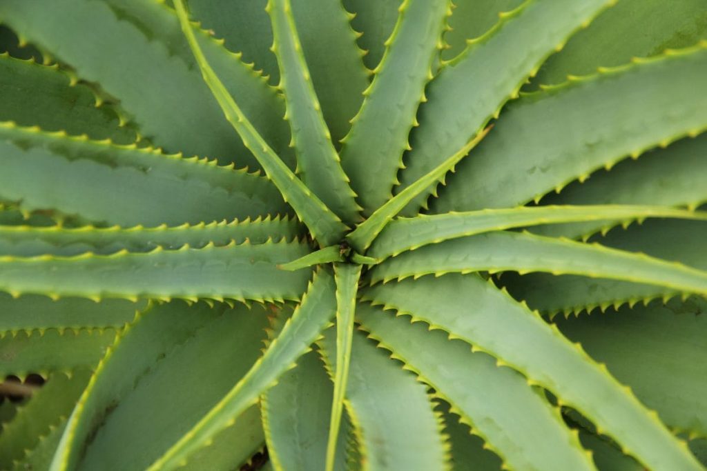 FAQ-How-To-Revive-Aloe-Plant