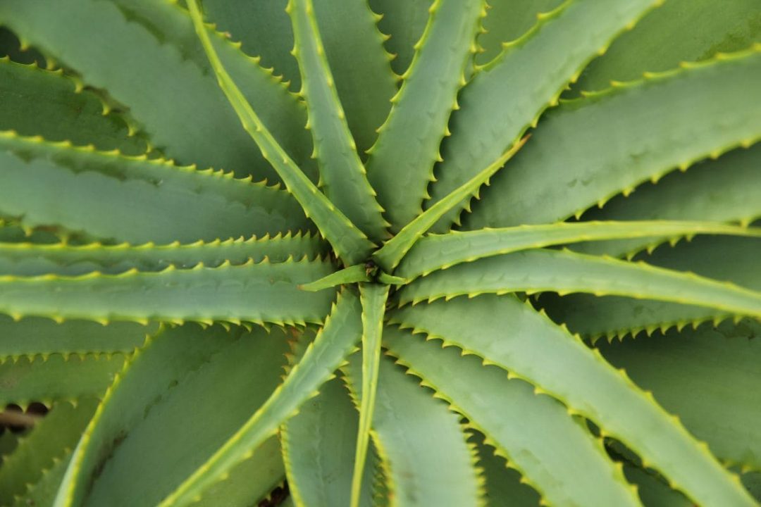 How To Revive Aloe Plant Saving Your Dying Aloe Vera Plant Plantisima