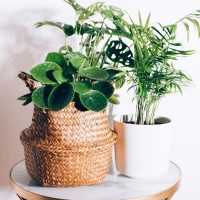 Fast-Growing-House-Plants_-9-Varieties-Of-Fast-Growth-Indoor-Plants