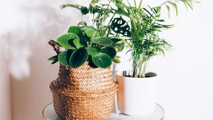 Fast Growing House Plants: 9 Varieties Of Fast Growth Indoor Plants