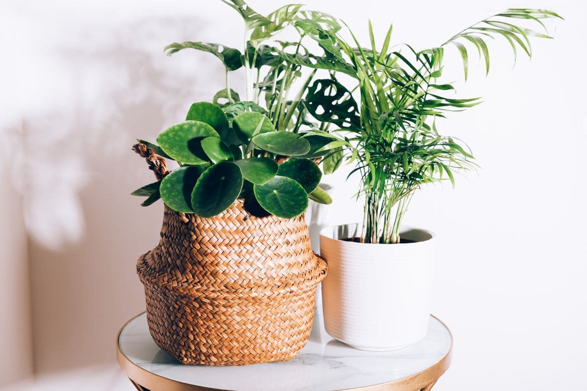 Fast Growing House Plants 9 Varieties Of Fast Growth Indoor Plants 