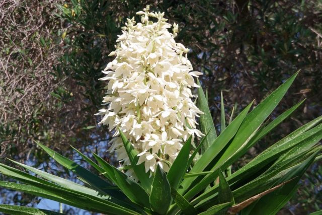 National Flower Of El Salvador: Flor De Izote - Plantisima