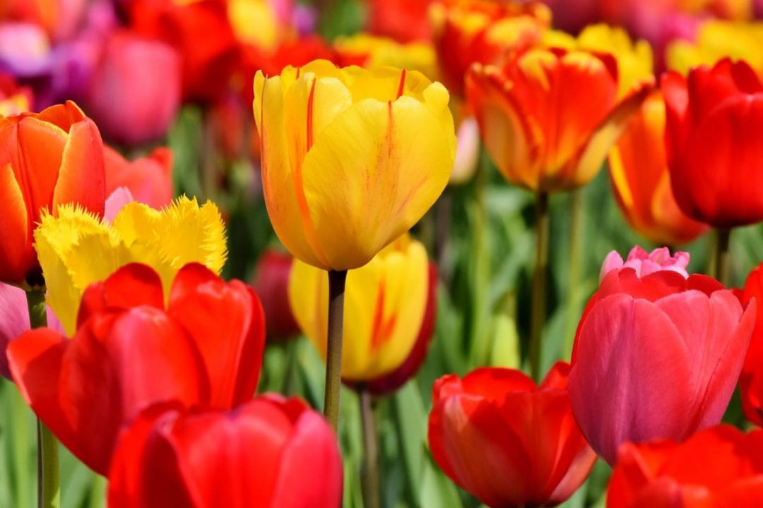 National Flower Of Netherlands: Tray Of Jewel Tulip - Plantisima