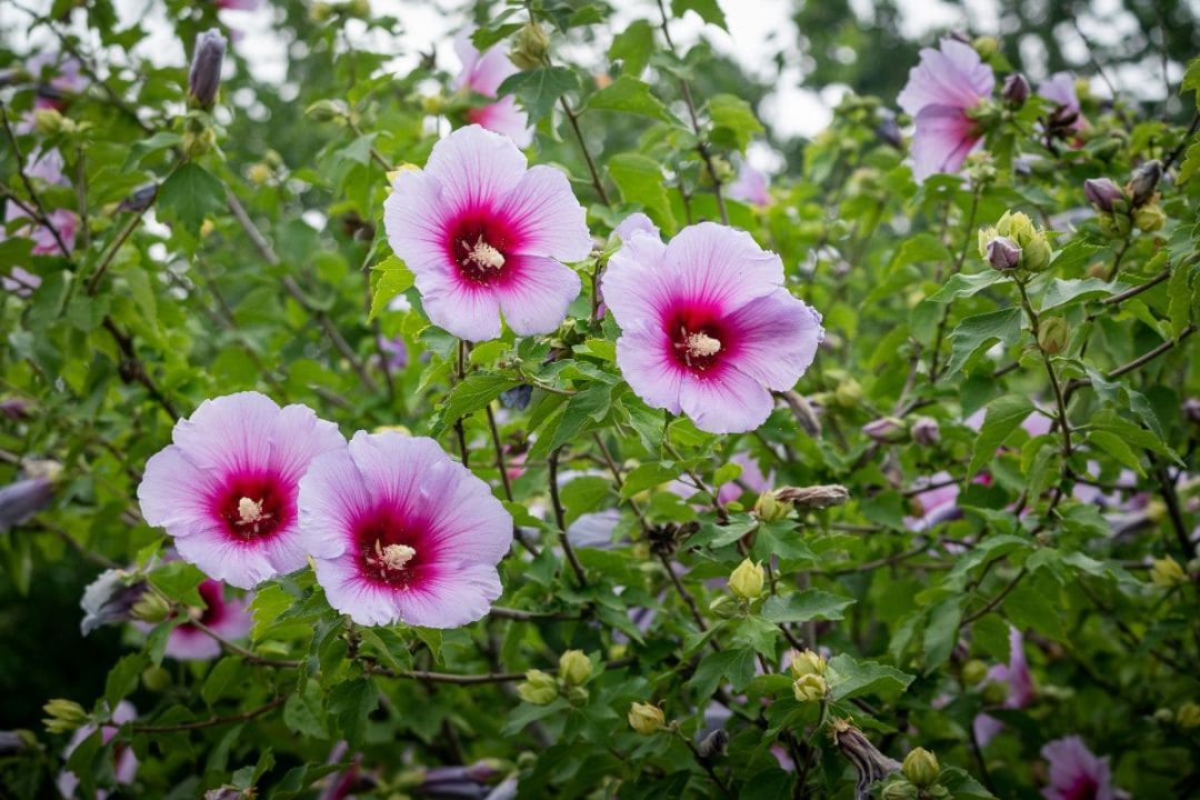National Flower Of Korea Blooms Of Hibiscus Syriacus Plantisima