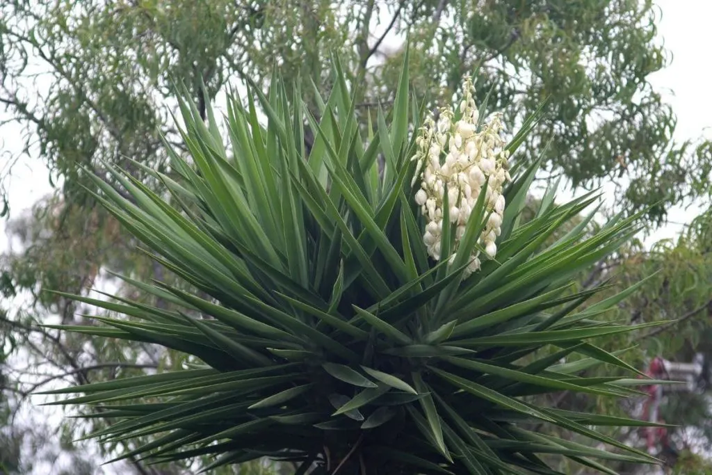 National Flower Of El Salvador Flor De