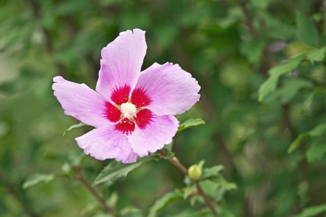 National Flower Of Korea: Blooms Of Hibiscus Syriacus - Plantisima