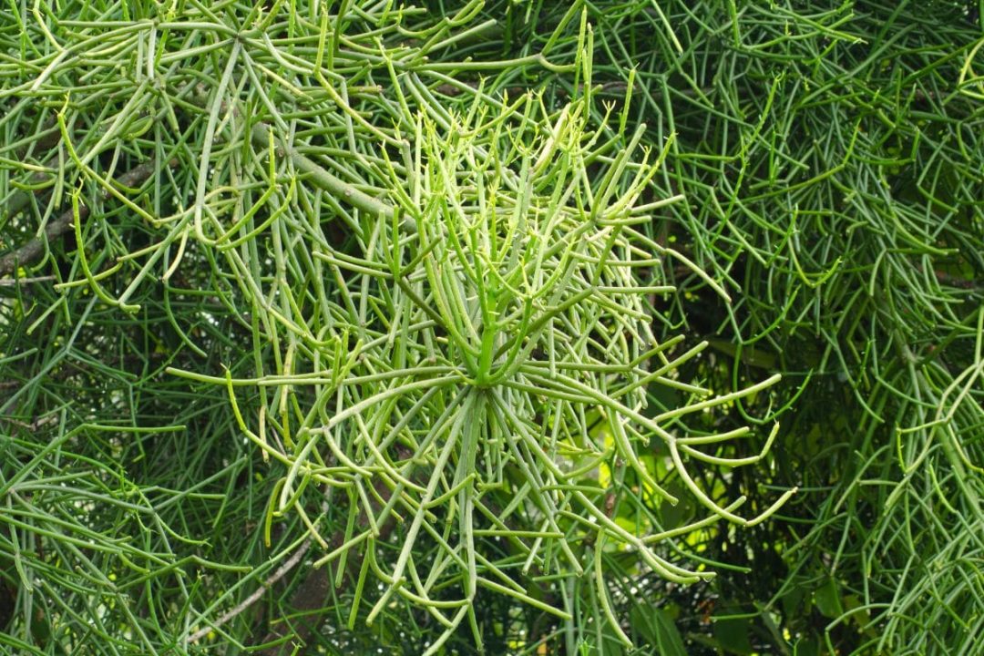 Can Plants Grow With Artificial Light? Let's Find Out! Plantisima