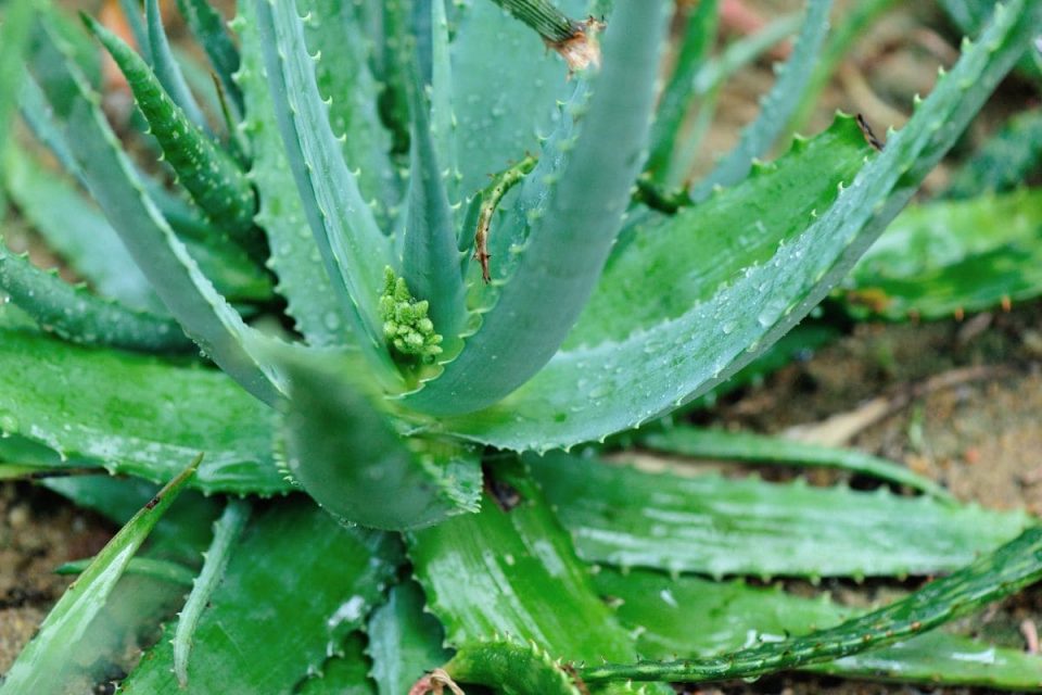 How To Revive Aloe Plant Saving Your Dying Aloe Vera Plant Plantisima
