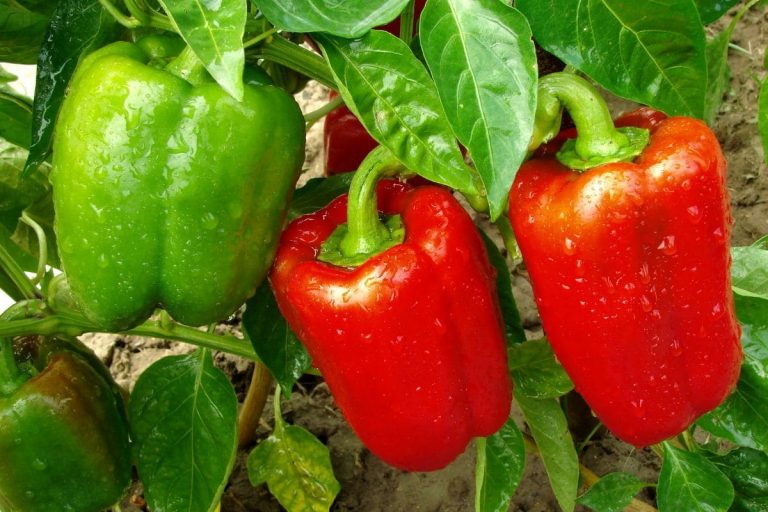 How-Often-To-Water-Pepper-Plants_-Watering-Schedule-Of-Piper