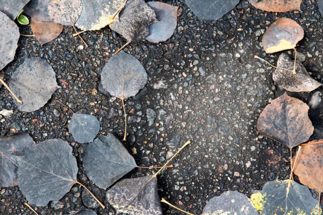 Learn All On How Long Does It Take For Leaves To Plantisima