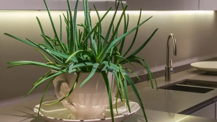 9 Essential Steps to Revive Your Aloe Vera Plant