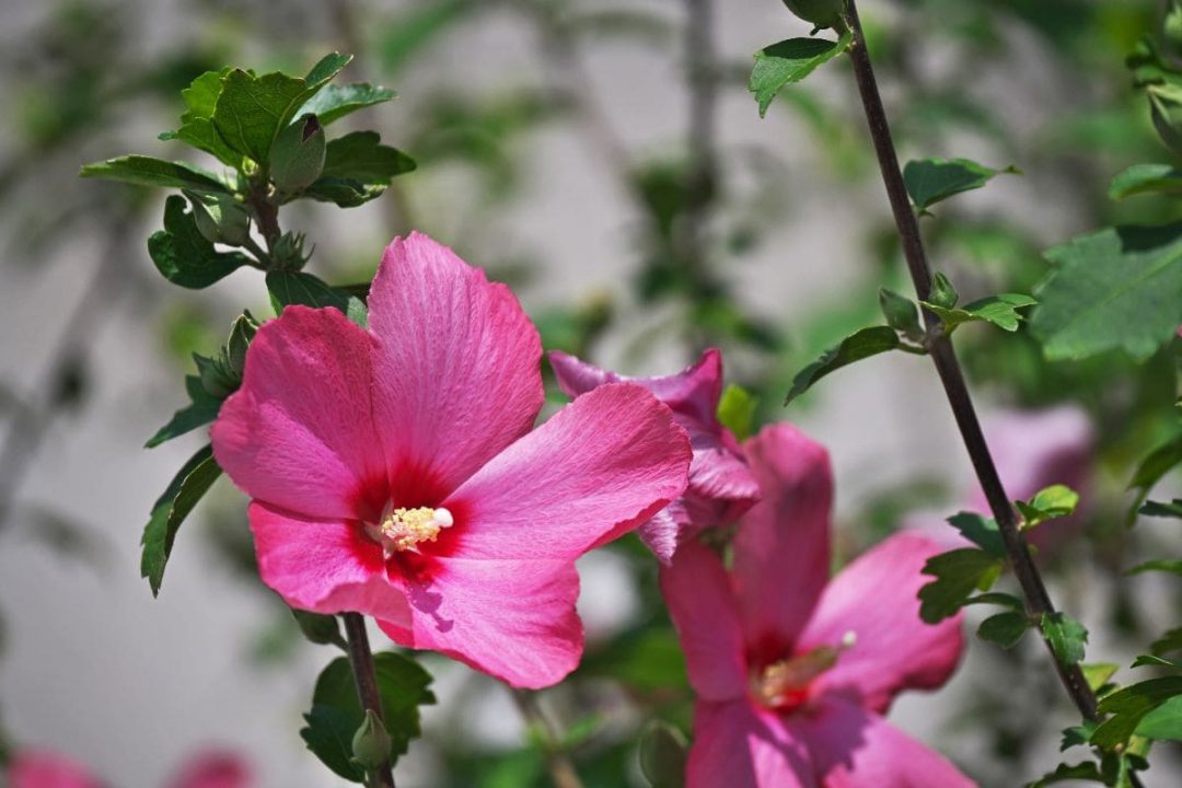 National Flower Of Korea: Blooms Of Hibiscus Syriacus - Plantisima